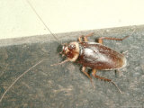 American Cockroach, Periplaneta Americana Photographic Print by Oxford Scientific